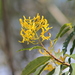 Vochysia magnifica - Photo (c) Douglas Meyer, some rights reserved (CC BY-NC), uploaded by Douglas Meyer