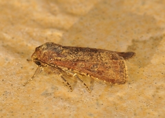 Peridroma saucia