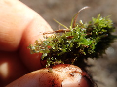 Riccardia chamedryfolia