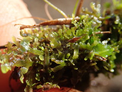 Riccardia chamedryfolia