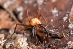 Eciton burchellii
