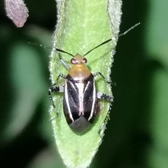 Horciasinus signoreti