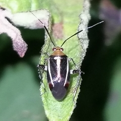 Horciasinus signoreti