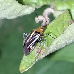 Horciasinus signoreti