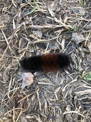 Pyrrharctia isabella