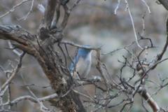 Aphelocoma woodhouseii