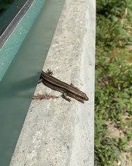 Plestiodon fasciatus