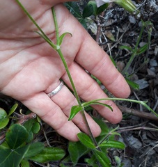 Silene undulata undulata