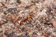 Eciton burchellii