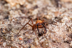 Eciton burchellii