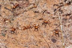 Eciton burchellii