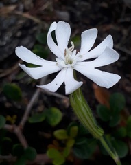 Silene undulata undulata