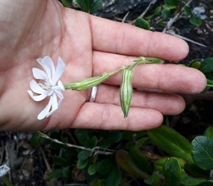 Silene undulata undulata
