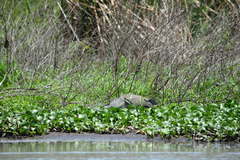 Tigrisoma mexicanum