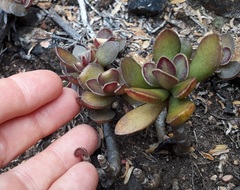 Adromischus caryophyllaceus