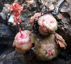Crassula orbicularis