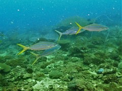 Elagatis bipinnulata