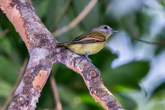Pachyramphus marginatus