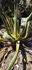 Agave