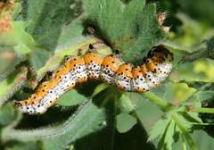Pyrrhia