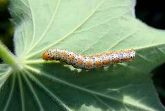 Pyrrhia