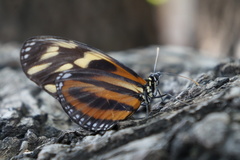 Eueides isabella eva