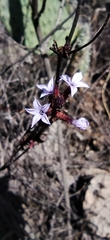 Plumbago pulchella
