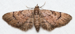 Eupithecia peckorum
