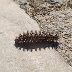 Melitaea didyma