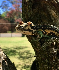 Bradypodion thamnobates