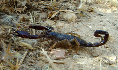 Nebo hierichonticus