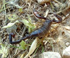 Nebo hierichonticus