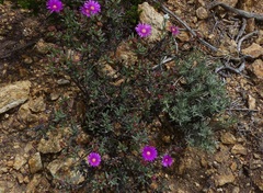 Lampranthus pauciflorus