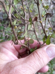 Coprosma rhamnoides