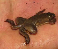 Xenopus