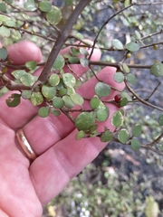 Coprosma rhamnoides