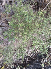 Coprosma rhamnoides