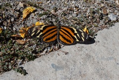 Eueides isabella eva