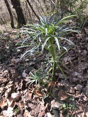 Helleborus foetidus
