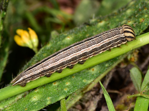 Great Banded Grayling
