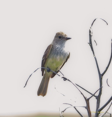 Myiarchus magnirostris