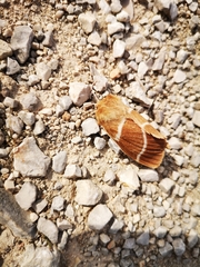Macrothylacia digramma
