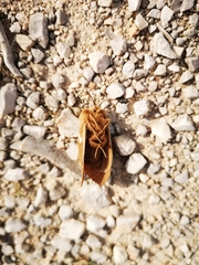Macrothylacia digramma