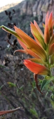 Castilleja tenuiflora