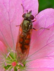 Platycheirus manicatus