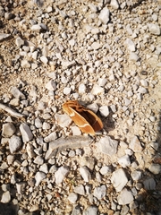 Macrothylacia digramma