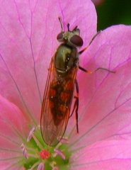 Platycheirus manicatus