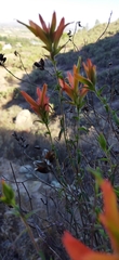 Castilleja tenuiflora