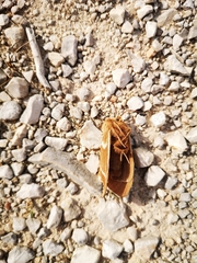 Macrothylacia digramma