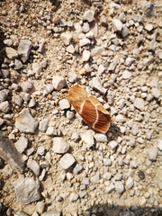 Macrothylacia digramma